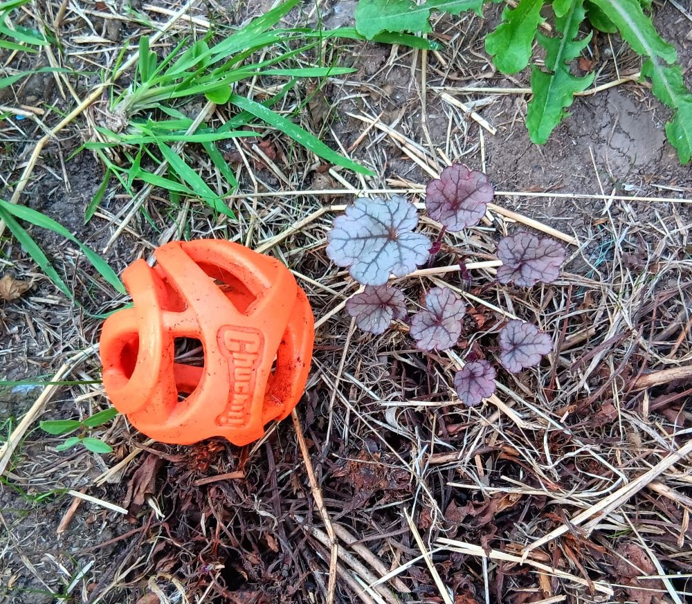 Tiny dark red leaves coming from dry ground and browned grass, next to Sprint's bright orange "Chuck it" ball, for scale. (The ball is about the same size as a tennis ball.)
