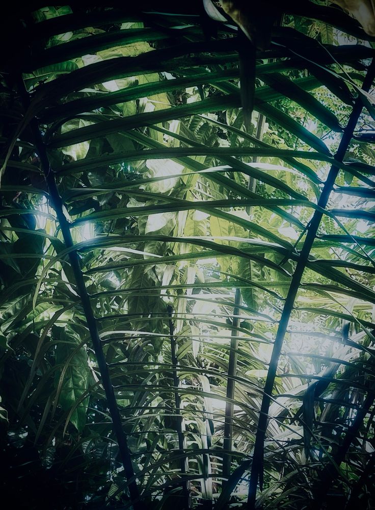 Spiky foliage in Kew Gardens 