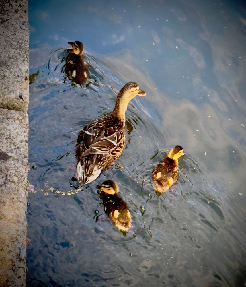 Mother duck and 3ducklings in the water. 
