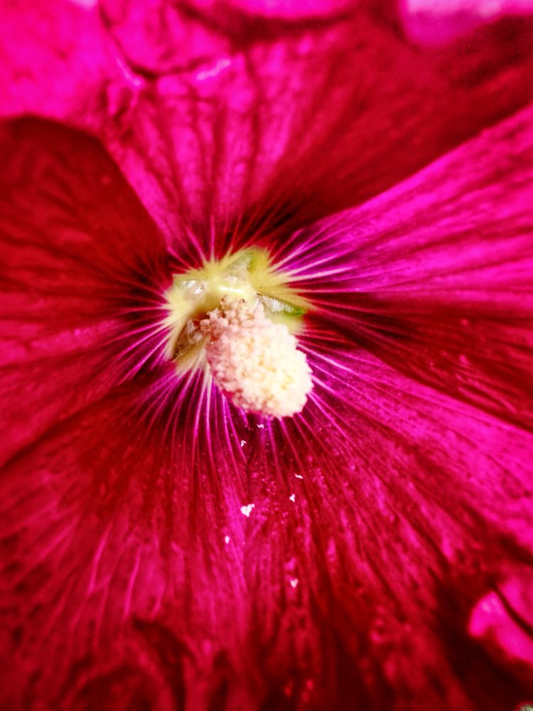 Pink hollyhock flower in close up 