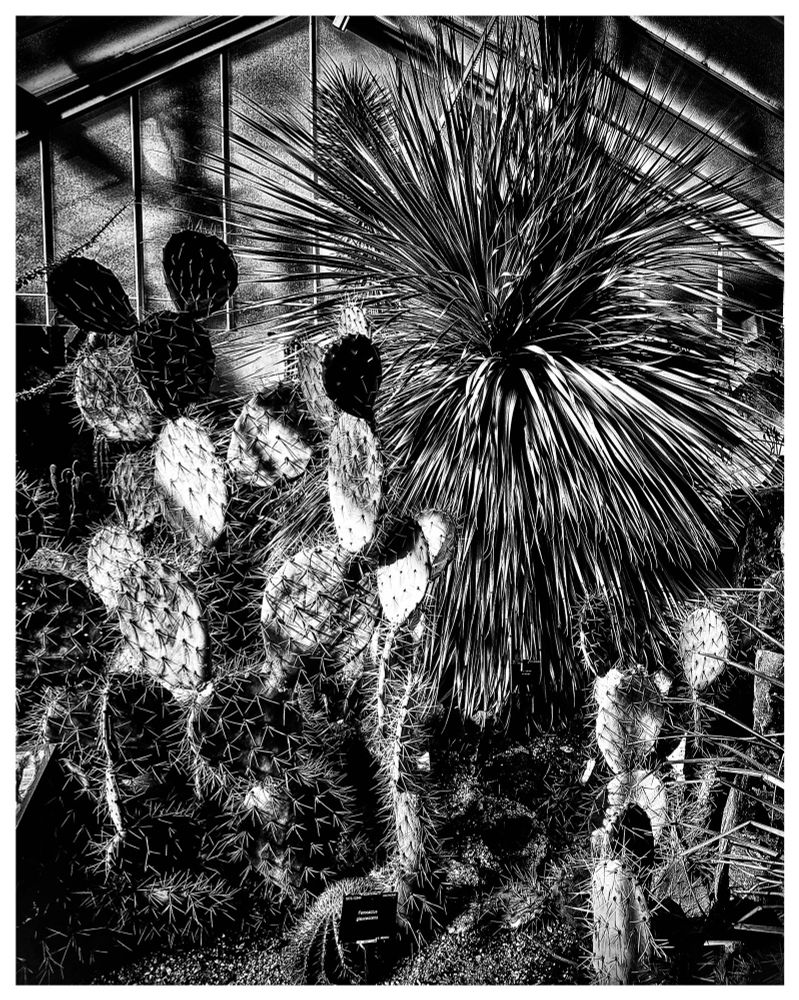 Cacti black and white  