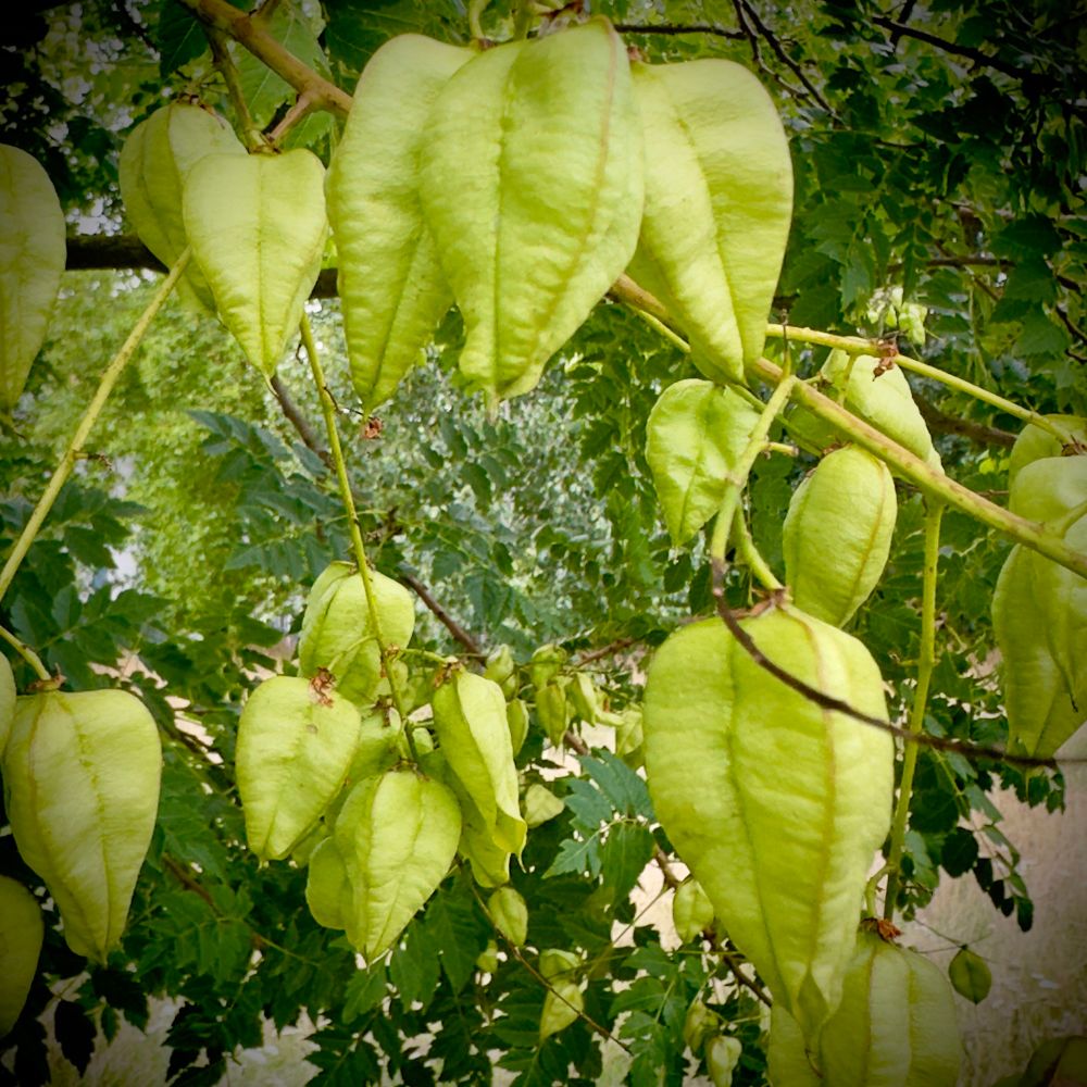 Seed pods of goldenrain tree