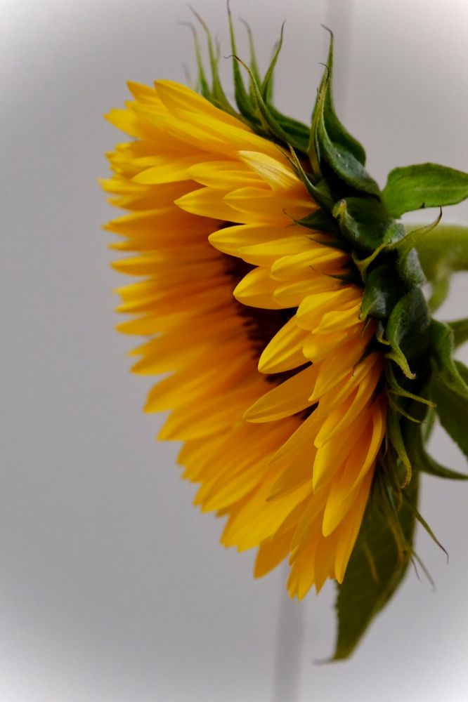 Sunflower from the side 