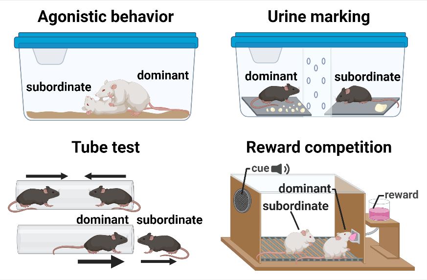 diagrams of Behavioral assays tested 