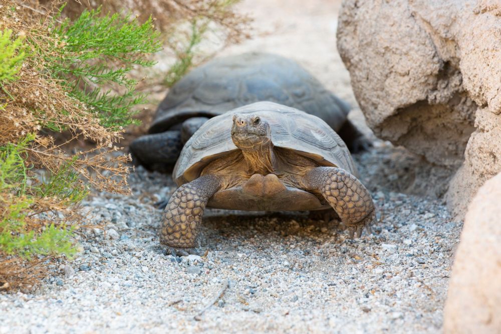 Mojave Maxine at The Living Desert in Palm Desert, California