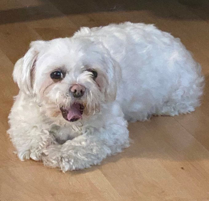 A cute dog