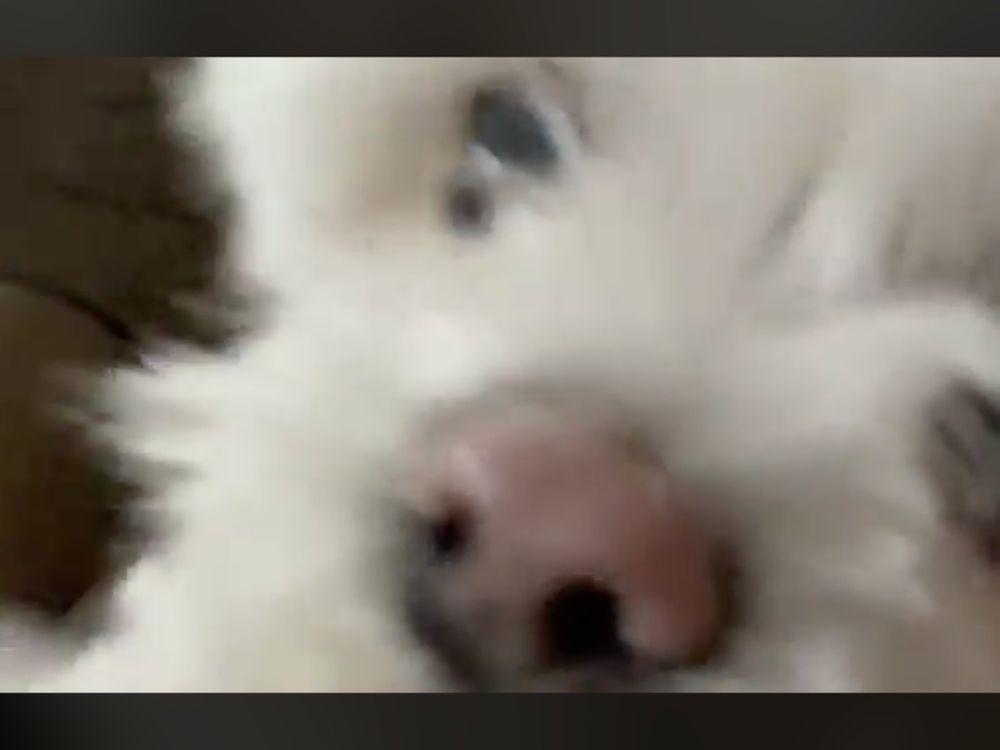 A cute dog