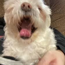 A cute dog