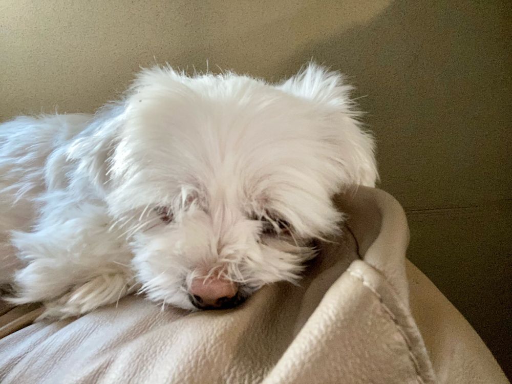 A cute dog