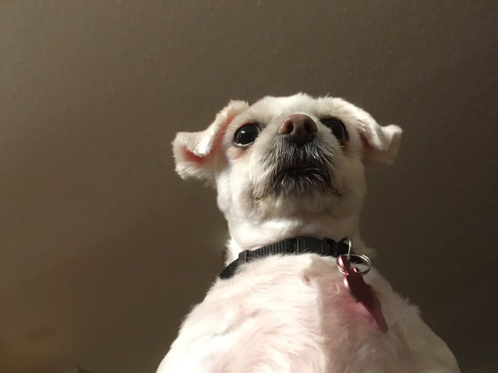 A cute dog
