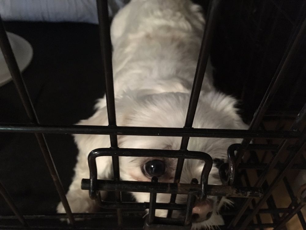 A cute dog