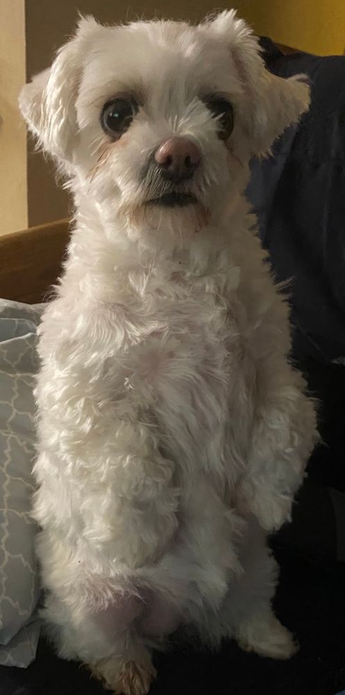 A cute dog