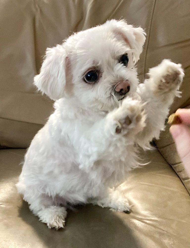 A cute dog