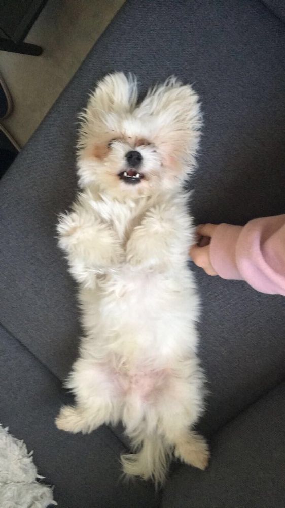 A cute dog