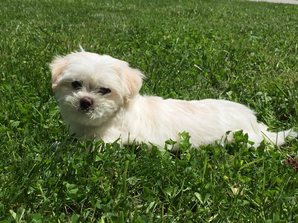 A cute dog