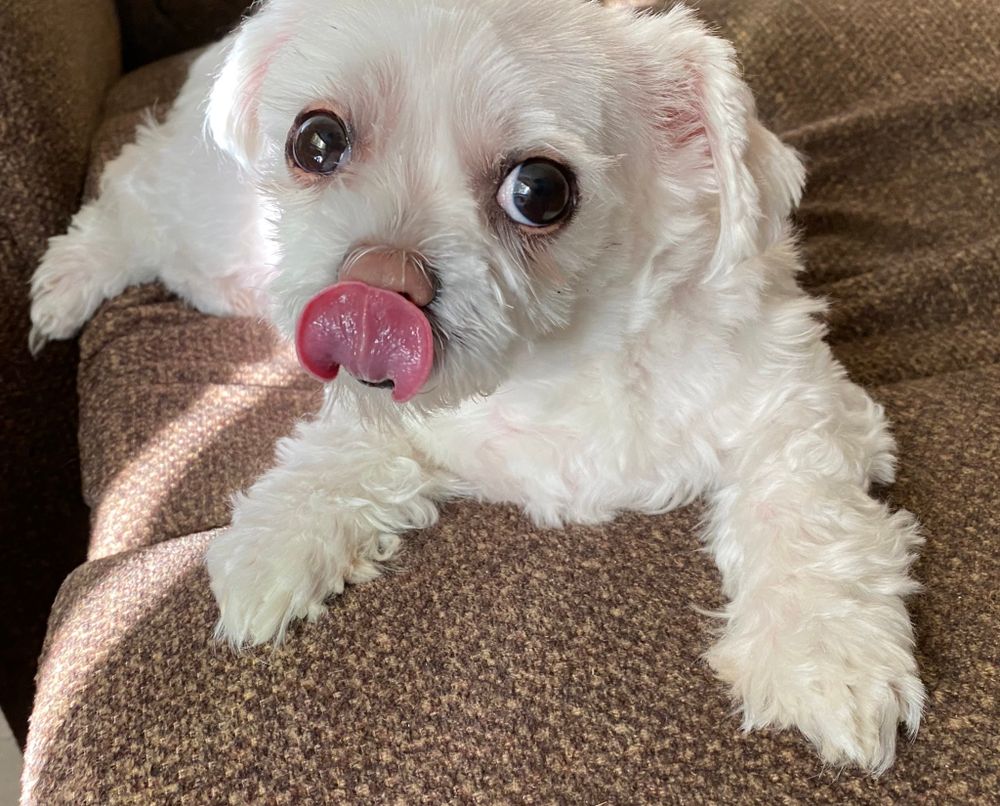 A cute dog