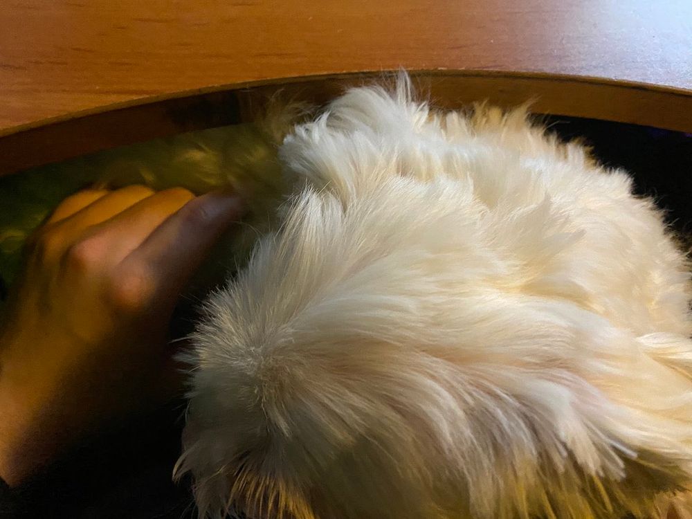 A cute dog