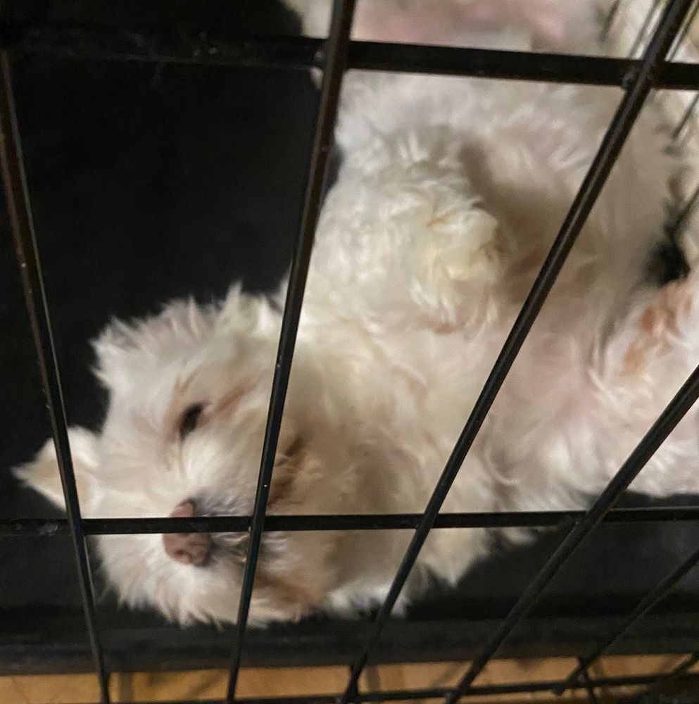 A cute dog