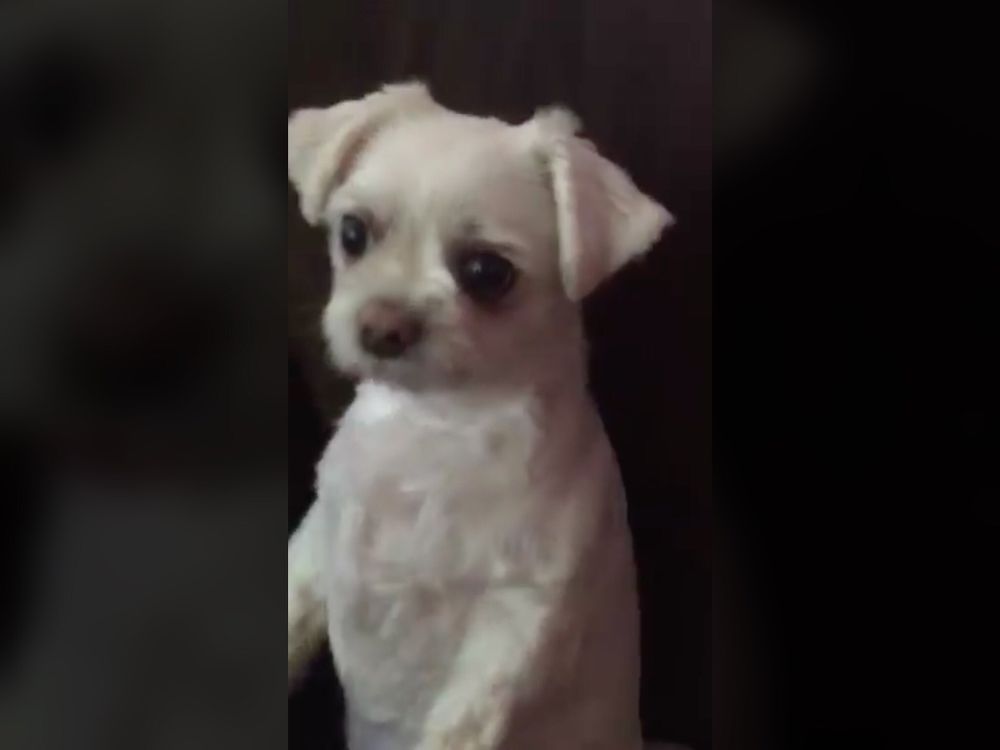 A cute dog
