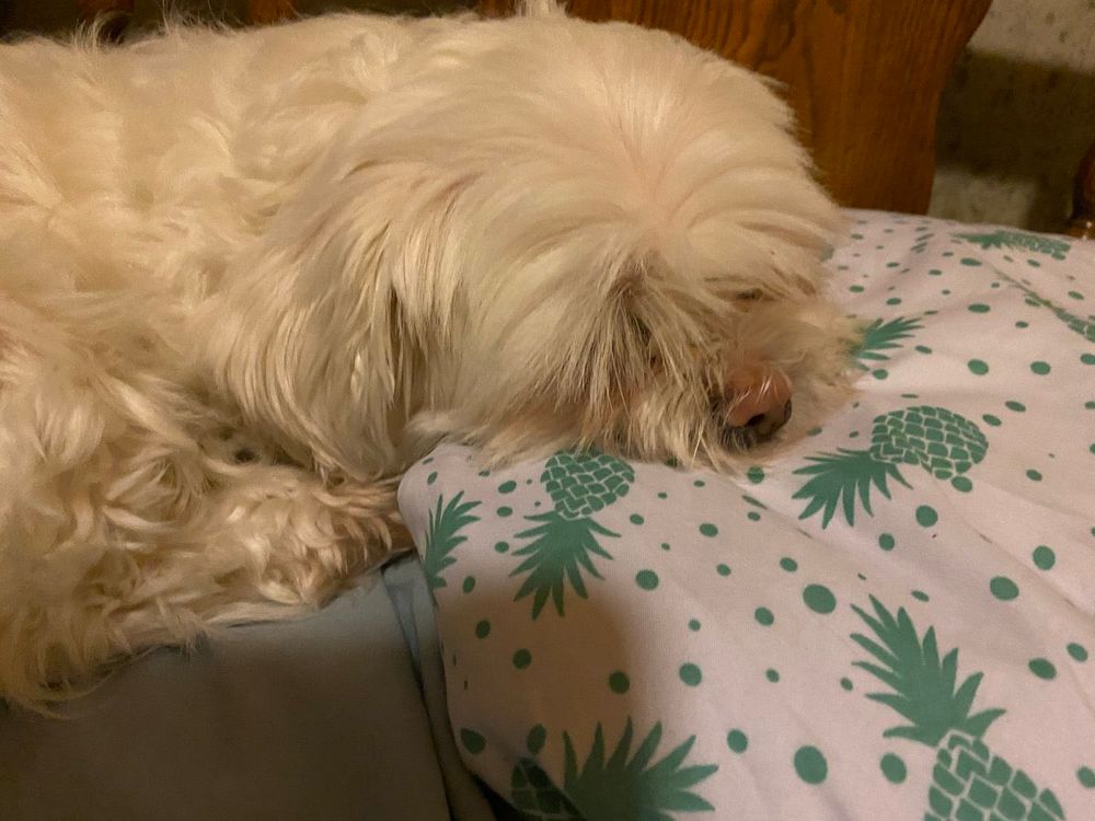A cute dog