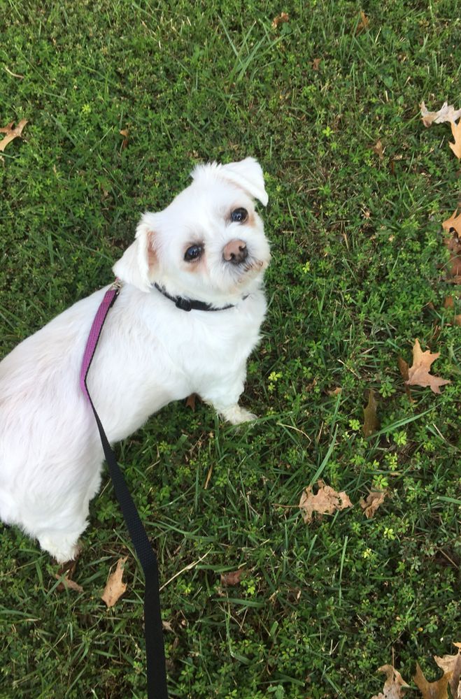 A cute dog
