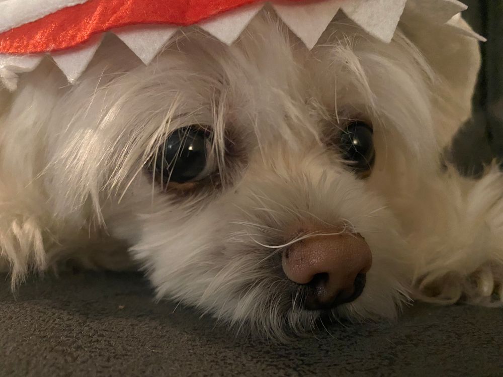 A cute dog