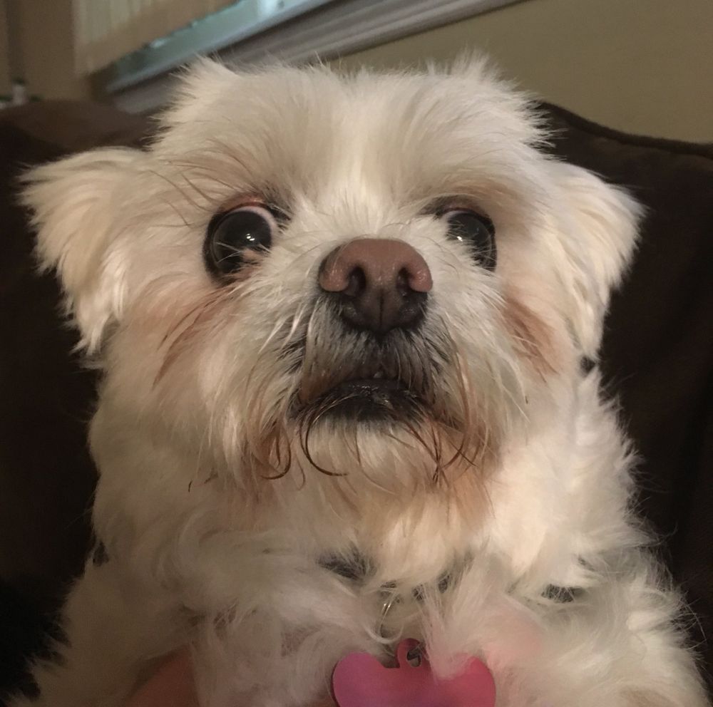 A cute dog