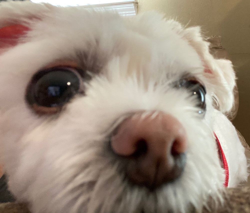 A cute dog
