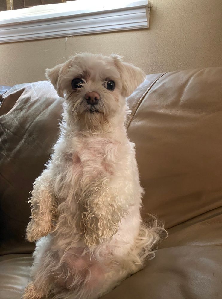 A cute dog