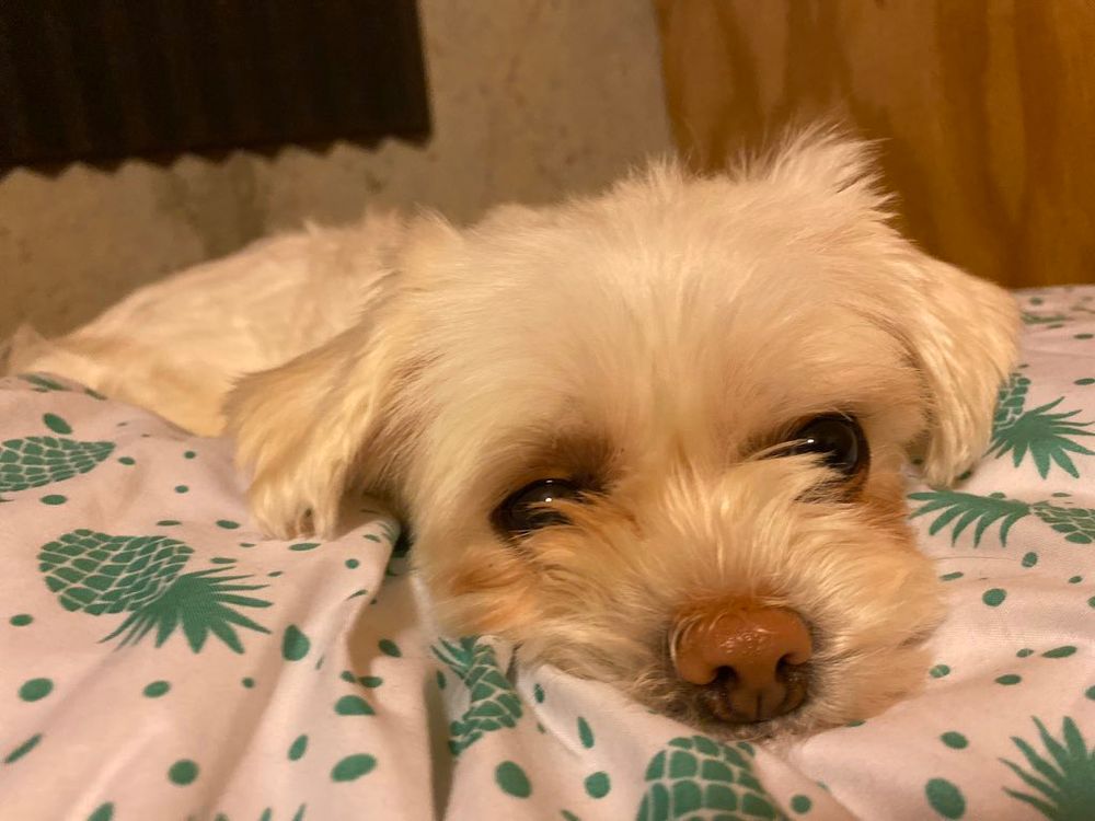 A cute dog