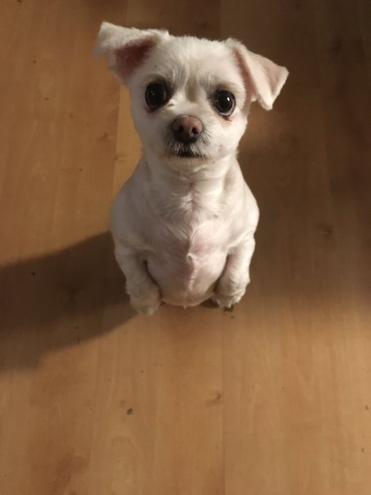 A cute dog