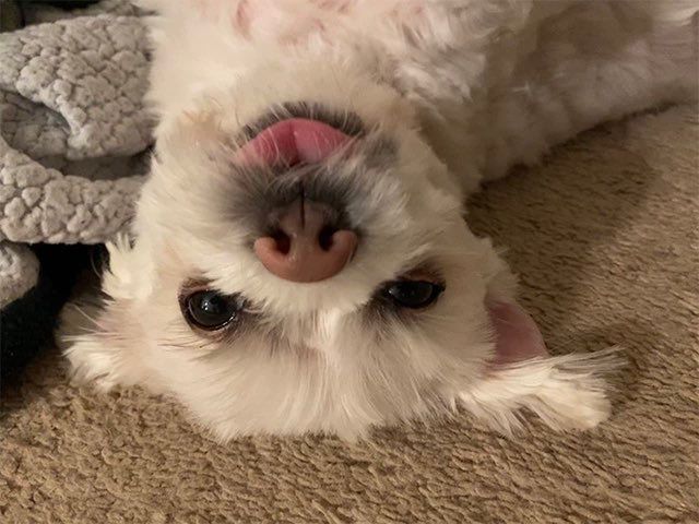 A cute dog
