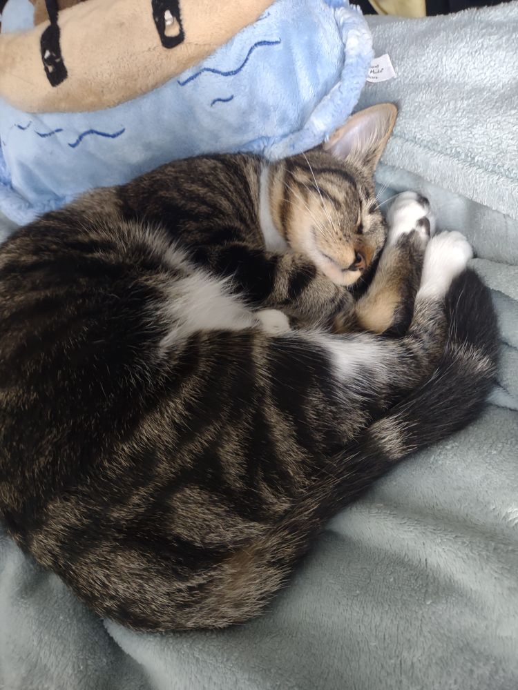 tabby kitten curled up with legs by face asleep