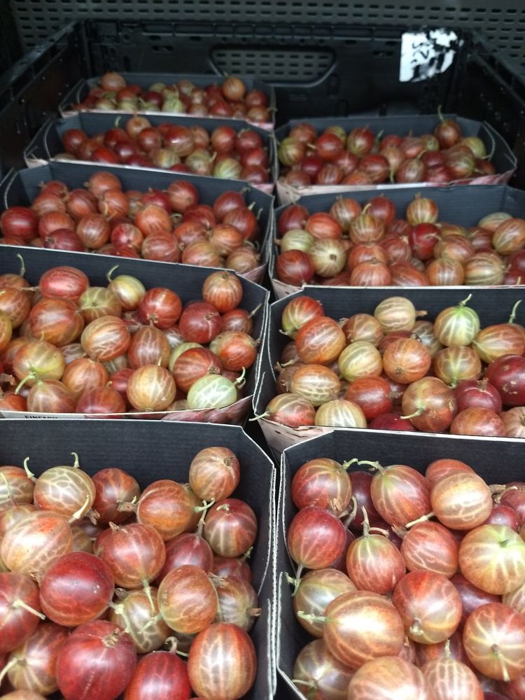 De Kruisbes enof Aalbes enof stekelbes is in Nederland '  het vergeten fruit. Maar in Europa bestaat ' het vergeten fruit' niet en terecht vindt men dit onzin. Deze bessen zijn medisch gezond en zit in talloze vrucht sappen.
