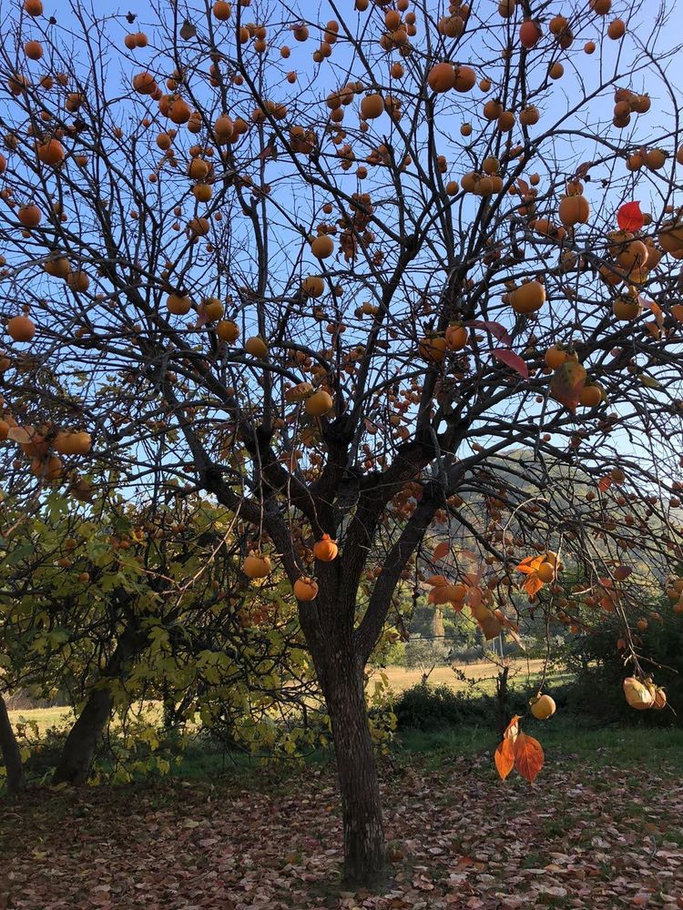 Kakiboom geplant door mijn oma en opa in Italië, is winterhard. Oogsttijd eind oktober tot december. Voor alle vezels schil eten. Kaki is net zo veelzijdig in recepten als de appel 