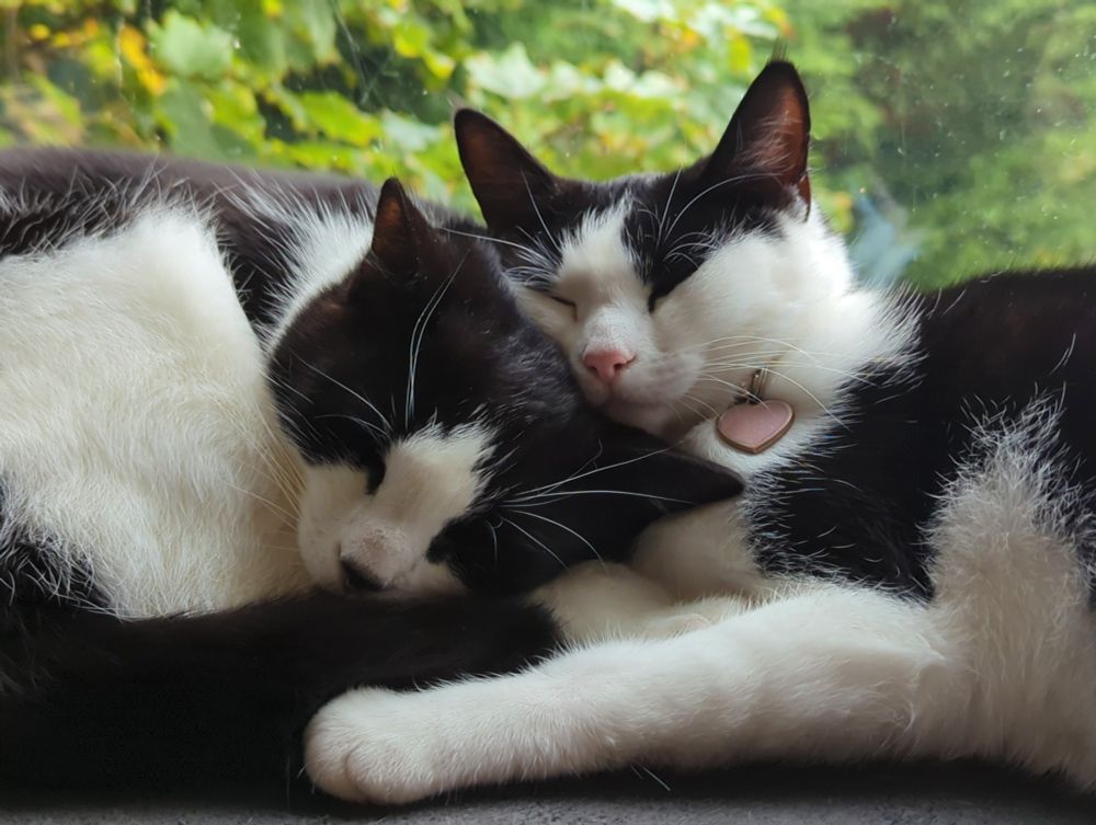 Two black and white cats, cuddling while sleeping by a window.