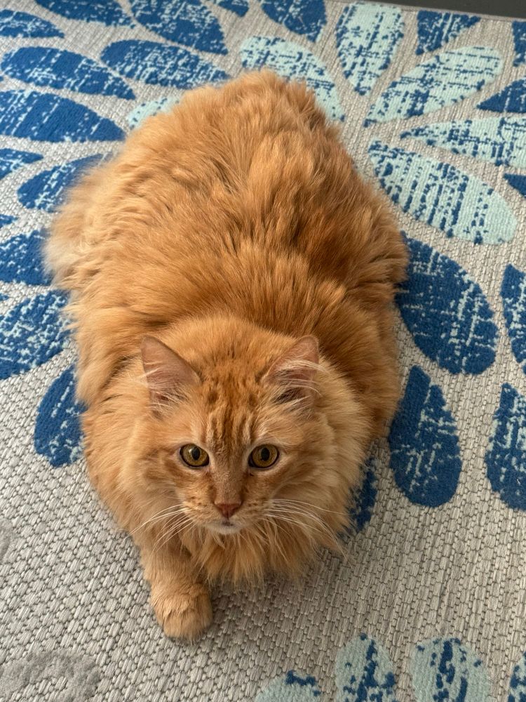 Fluffy orange cat laying on her belly looking up at the camera 