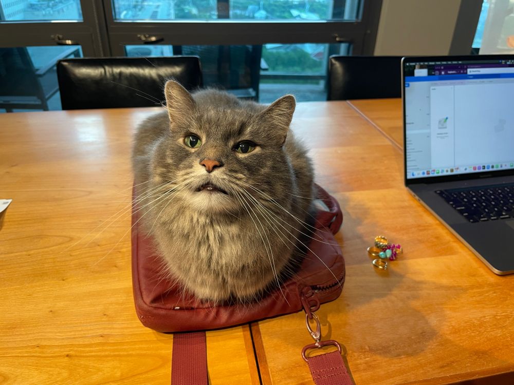 Merlin, a medium-haired gray tabby with whiskers to die for, sits loaf-like atop a red computer bag that barely accommodates him atop a wooden dining room table while peering into the camera puzzled at the incomprehensible information that has just been shared with him.
