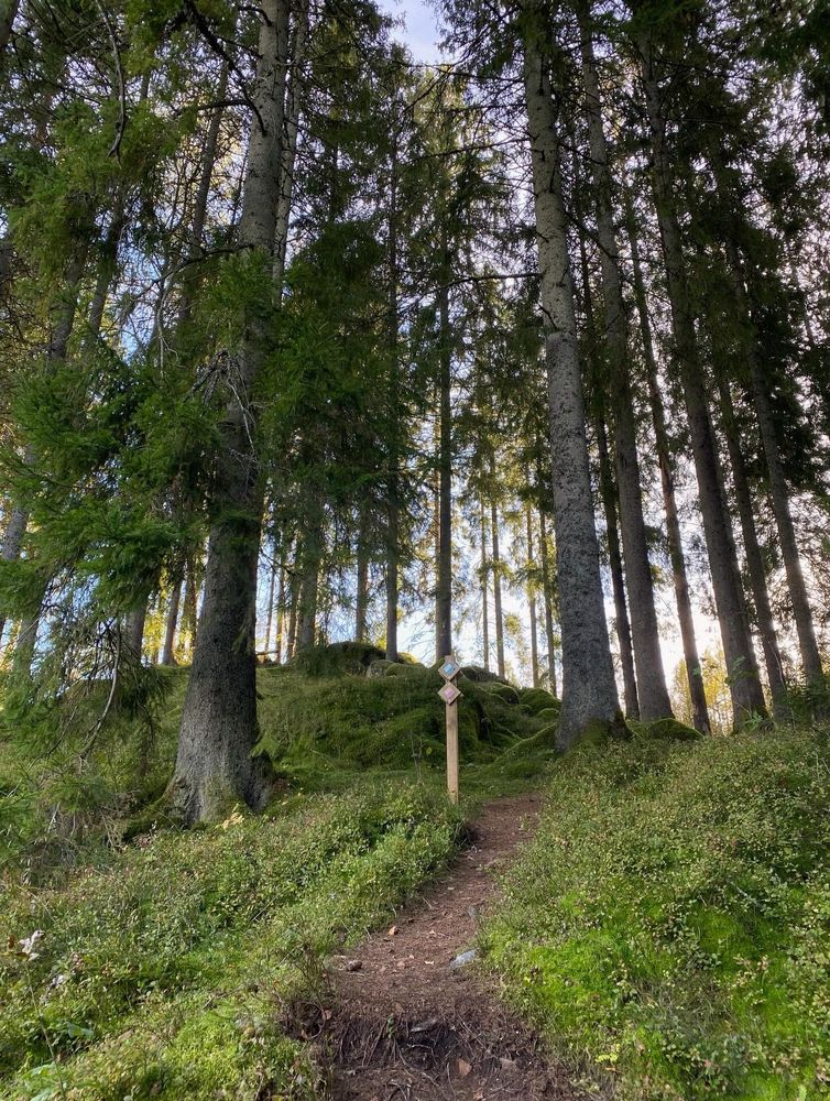 Träd i brant uppförsbacke 