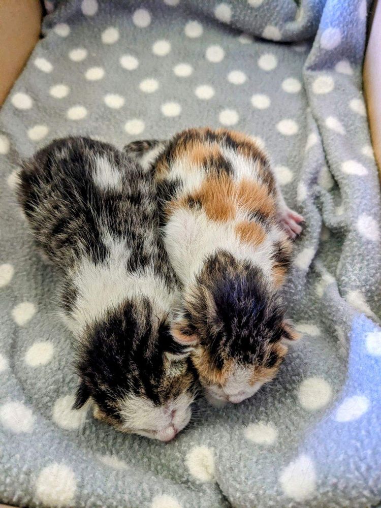 Lola & Tommy were only three days old when we started bottle feeding them and took them in. 