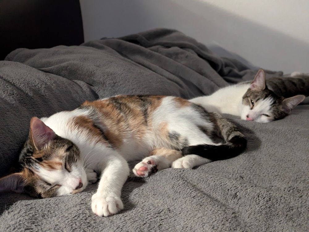 Lola & Tommy now on their 1st birthday!!