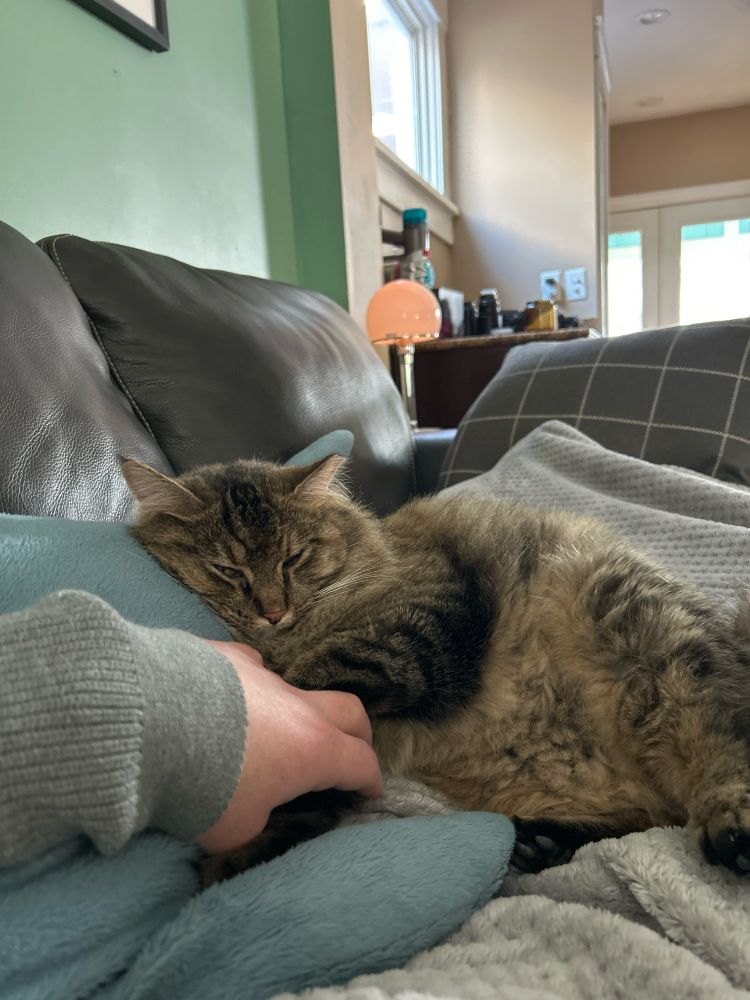 My cat Nicki and I are laying on the couch. She has her head against my blåhaj and her front paws in my hand 