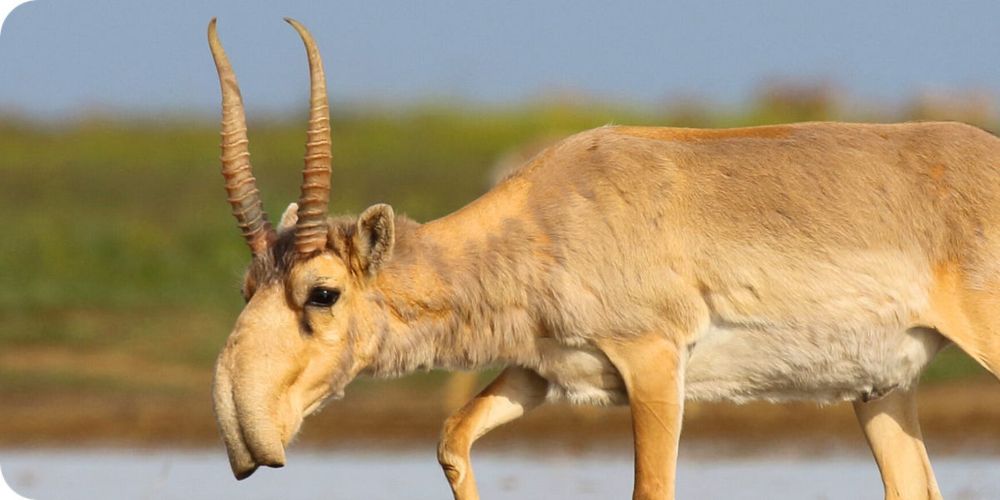 Antílope Saiga. Pues un antílope de color beige, con una narizota característica que parecen dos pantaloncillos inflables colgando.