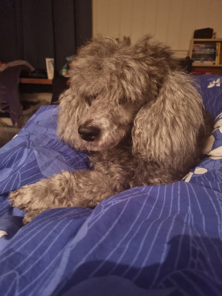 POV: Grå puddel som ligger oppå dyna mi med hodet mot meg.
