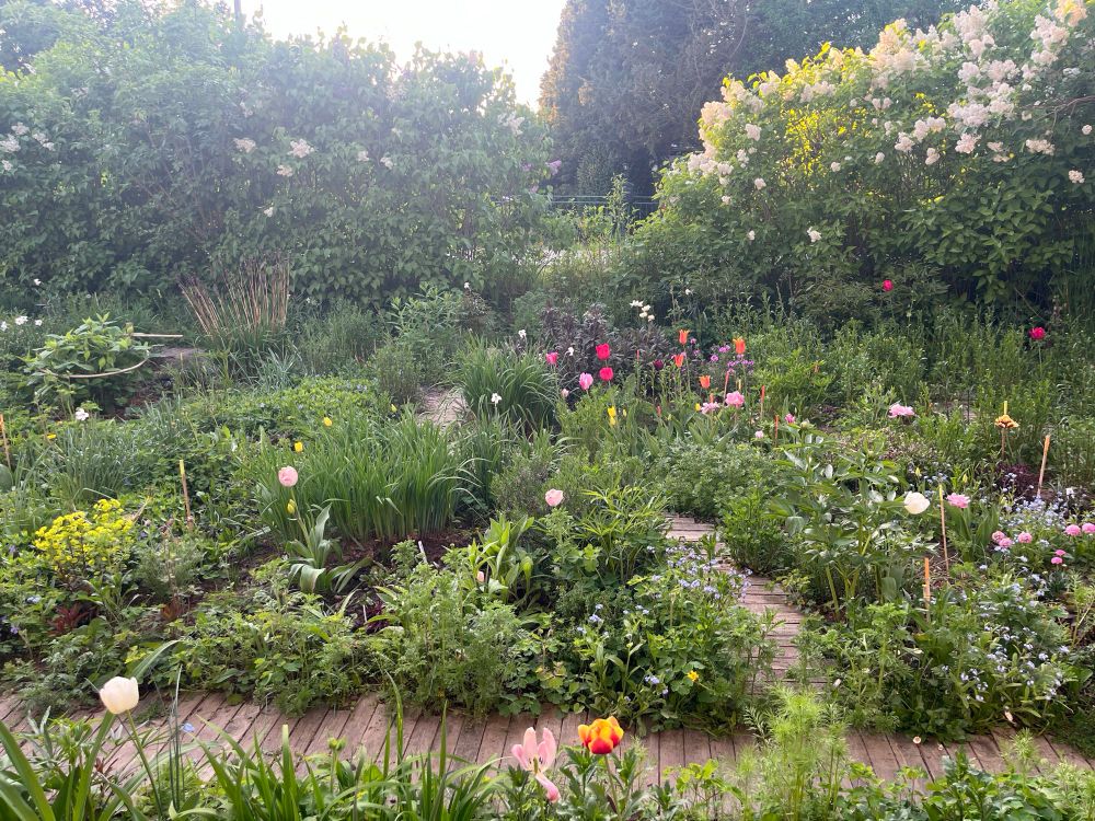 Mein Vorgarten. Grünzeug Tulpen und Blumen in spe