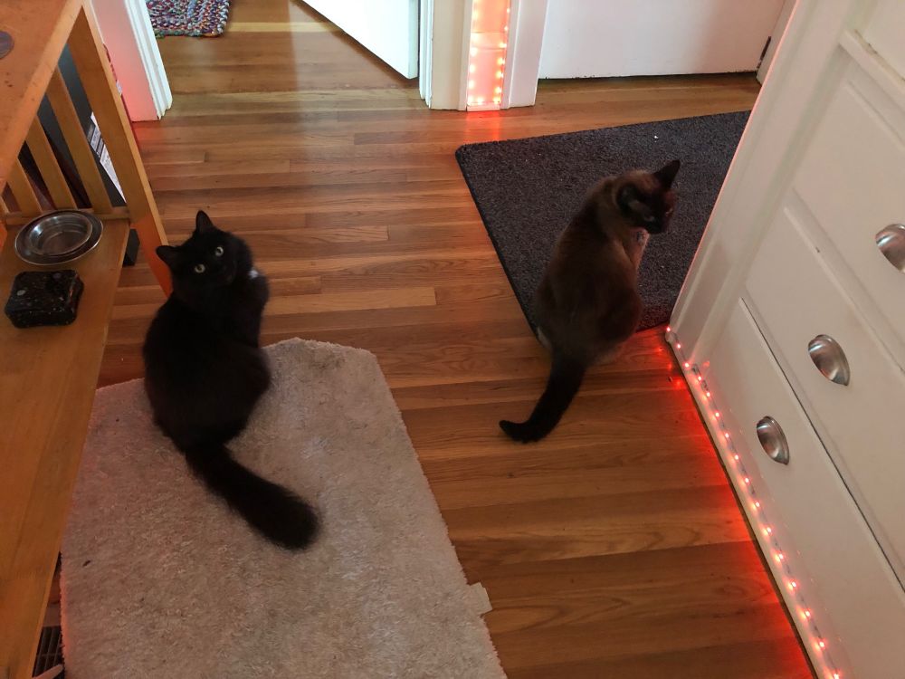couple cats twinning in the hallway