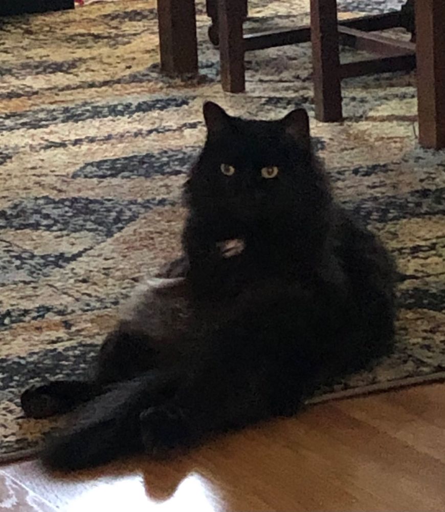 very fluffy black cat sitting person-style with her back legs stretched out in front, staring into the middle distance