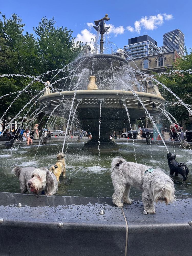 A sunny day at a large, tiered city fountain featuring multiple dog statues around its rim. In the foreground, two real, shaggy grey dogs stand on the fountain's wide ledge.
