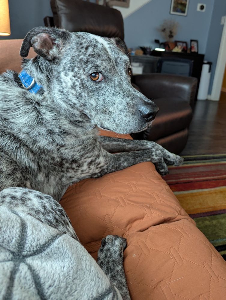 Gonzo the silver spotted dog looking at me to make sure I'm still here