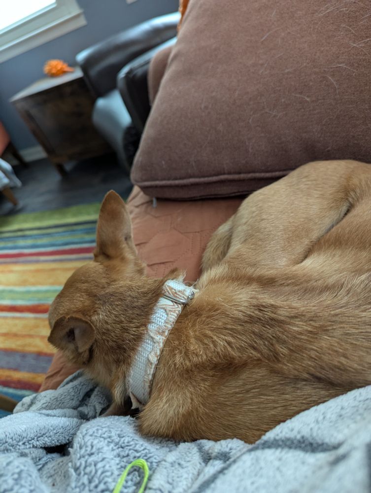 Roscoe sleeping against my leg on the couch